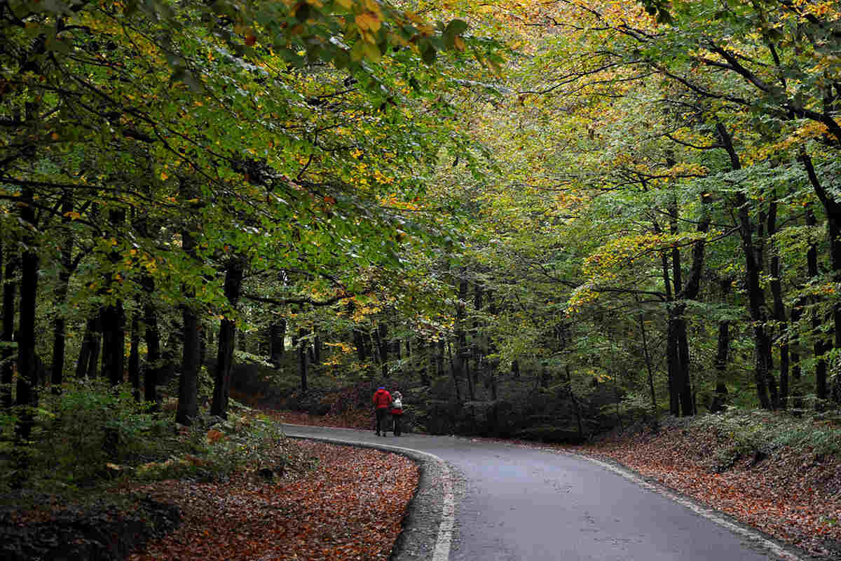 belgrad ormanı
