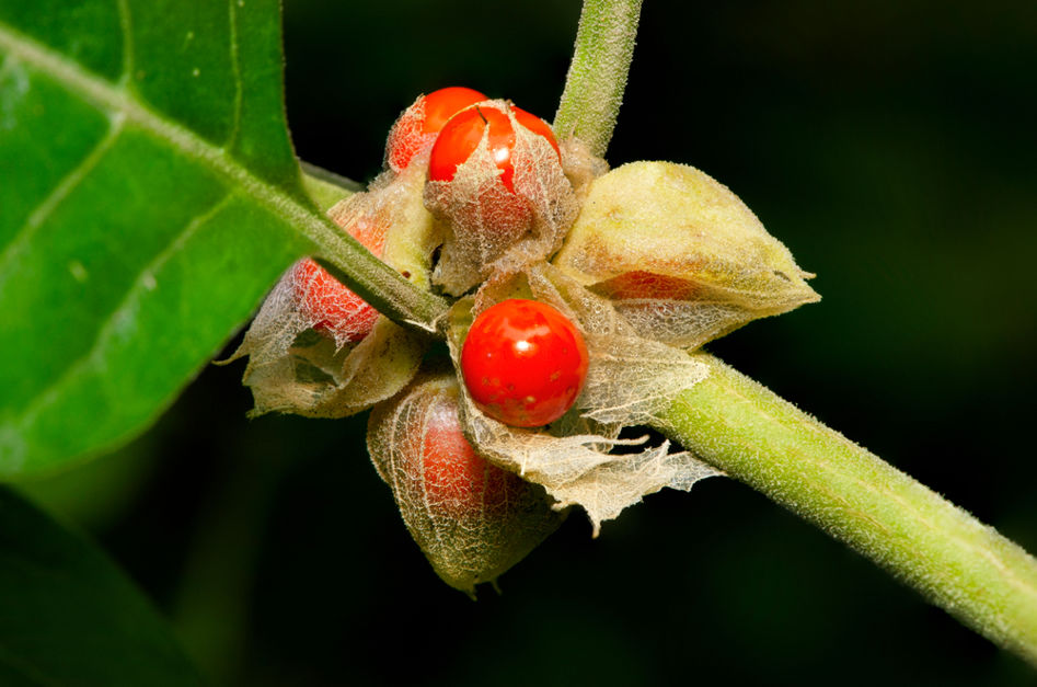 Ashwagandha nedir?