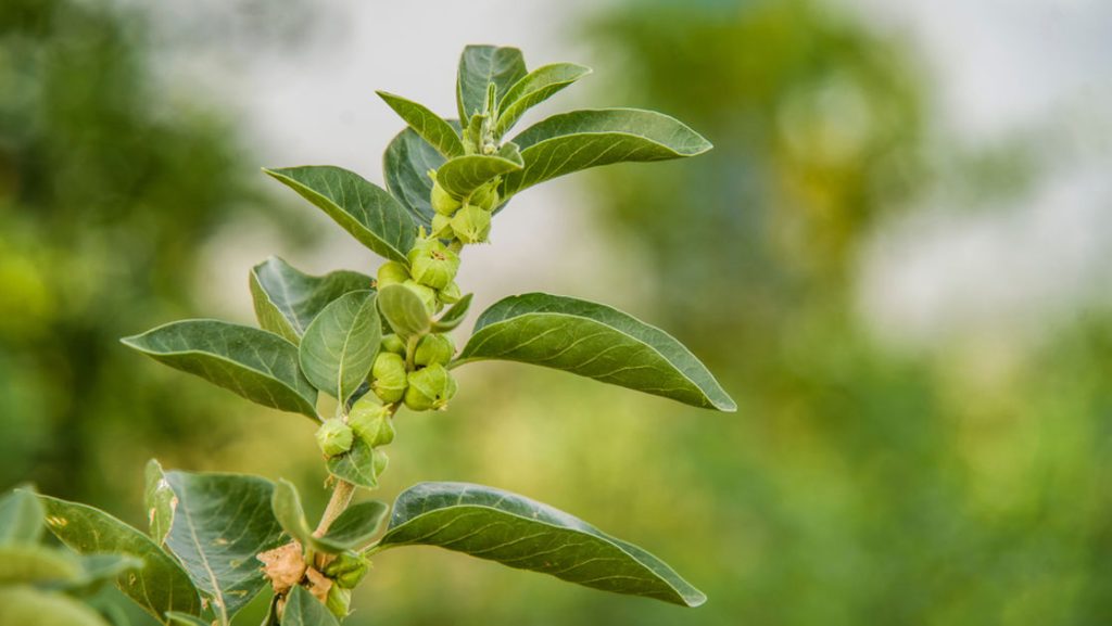 Ashwagandha faydaları nelerdir?