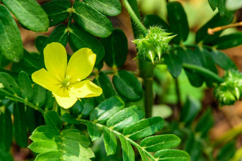 Tribulus Terrestris Nedir?