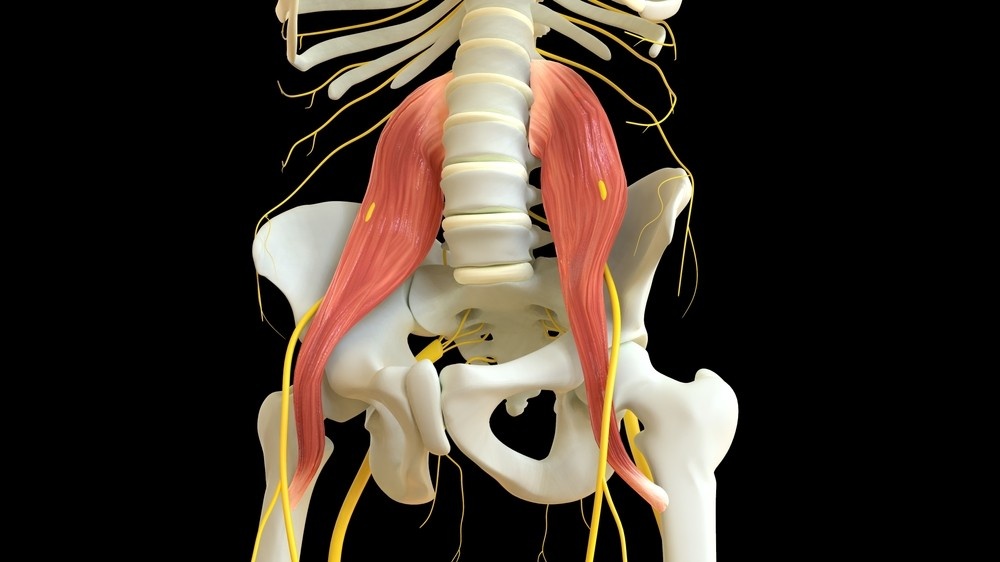 psoas kasının görevleri nelerdir