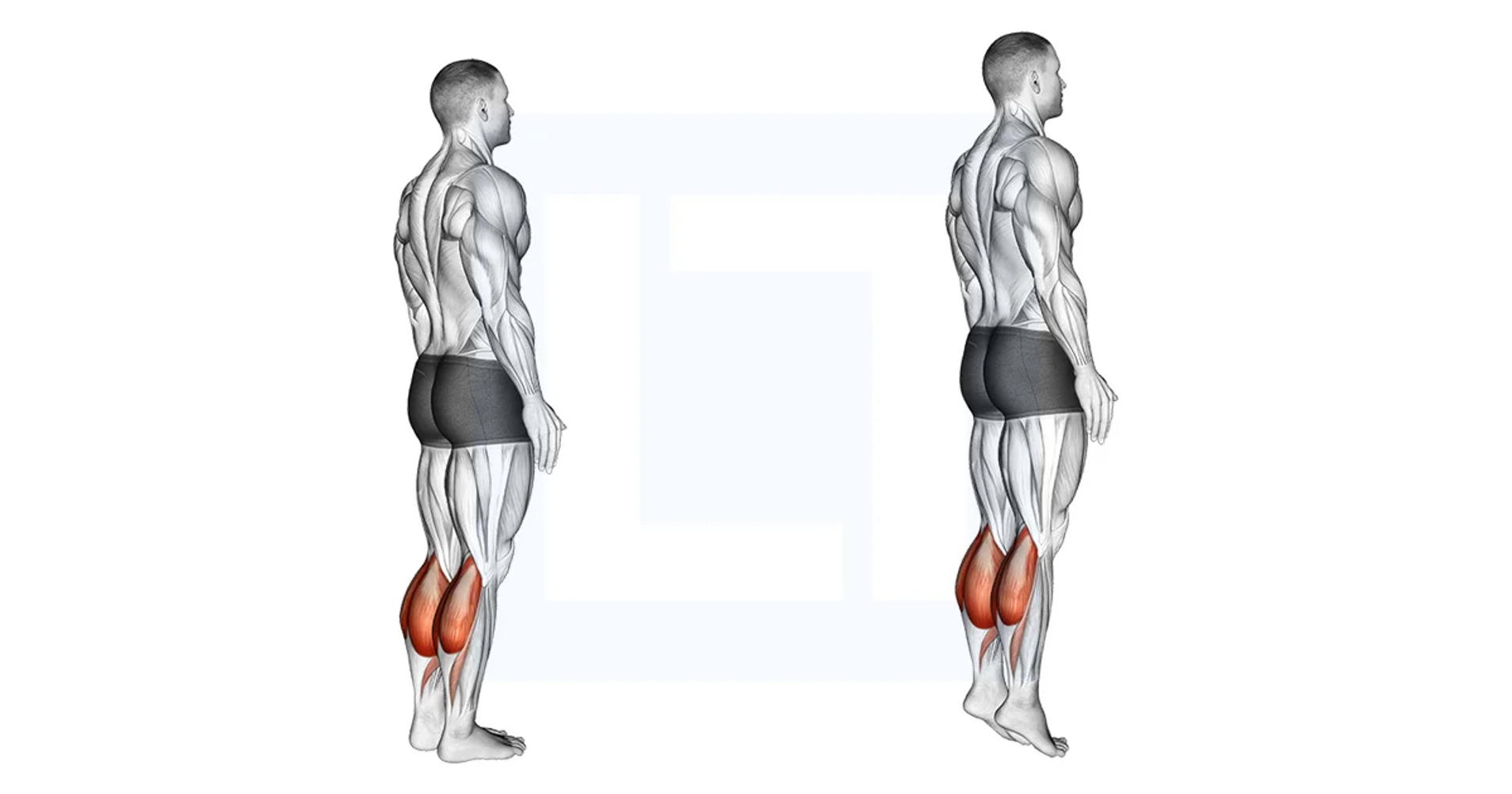 Standing Calf Raise Hangi Kasları Çalıştırır?